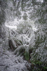 Ferns covered in snow, Victoria, Australia