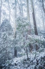 Young eucalyptus tree covered in snow. Winter in Australia