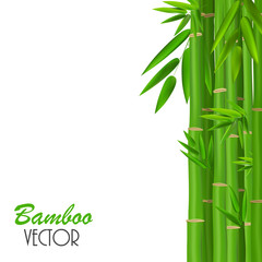Colorful Stems and Bamboo Leaves. Vector Illustration