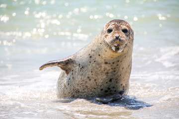 Kegelrobbe am Strand von Helgoland