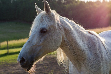 Obraz premium weisses Pferd im Sonnenlicht