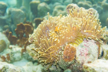 Naklejka na ściany i meble Nemo fish in front of their anemone home.