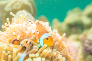 Fototapeta na wymiar Clown Anemonefish swimming among the tentacles of its anemone ho