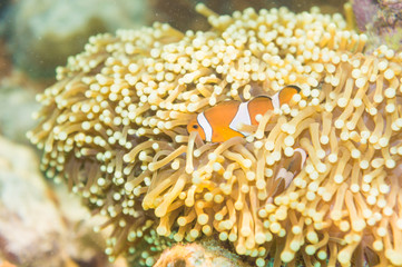 Clown Anemonefish swimming among the tentacles of its anemone ho