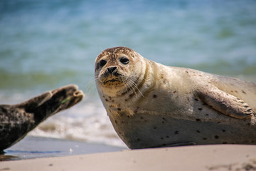 Kegelrobbe am Strand von Helgoland