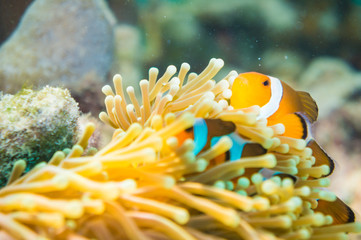 Fototapeta na wymiar Clown Anemonefish swimming among the tentacles of its anemone ho