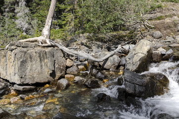 Tangle Creek Falls sulla Icefield Parkway in Canada