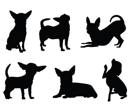 chihuahua dog illustration set