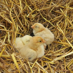 cute chicks