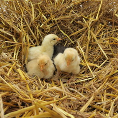 cute chicks