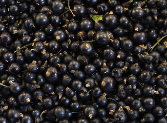 Black blueberries macro background