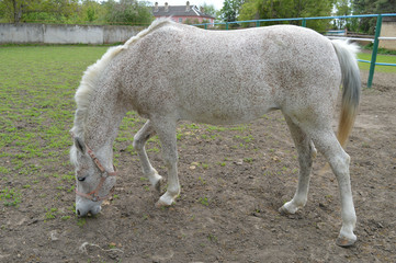 Obraz premium На прогулке.