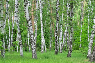 birch and pine