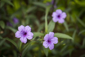 Fototapeta premium Close up focus in bright purple flowers 