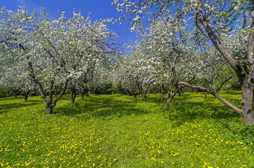 Overgrown alley in the old flowering apple orchard.