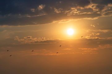 flock of birds at sunset