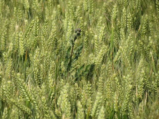 Charente-Maritime - Marsilly - Épi de blé