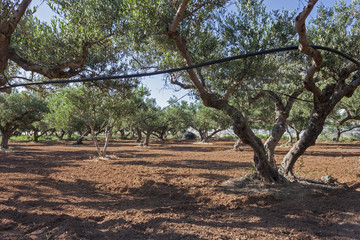Olive Groves in Crete