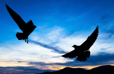 Fototapeta na wymiar Silhouetted two seagull flying at colorful sunset
