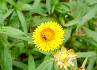 Helichrysum or Strawflower in outdoor garden,Helichrysum bracteatum