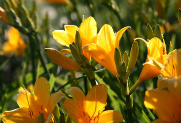 beautiful yellow flowers