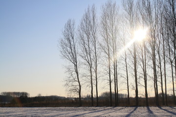 Forêt sous le soleil d'hiver