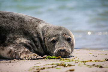Kegelrobbe am Strand von Helgoland
