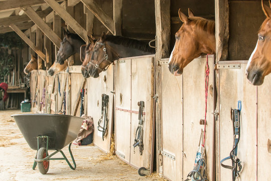 Pferde in Boxen auf einem Reiterhof