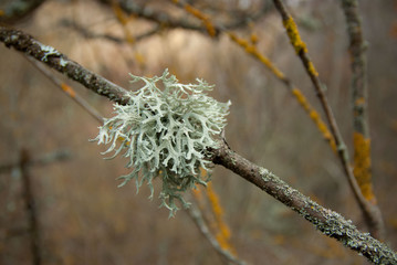 Boule de lichen fruticuleux
