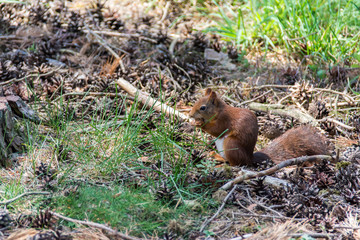 Squirrel eating nut