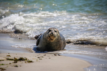 Kegelrobbe am Strand von Helgoland