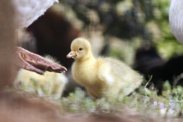 Fluffy chick of  European goose on a field