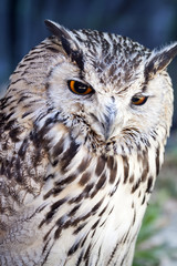 Portrait of The Eurasian Eagle Owl (Bubo bubo)