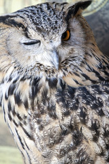 Portrait of The Eurasian Eagle Owl (Bubo bubo)