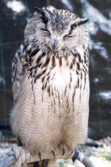 Portrait of The Eurasian Eagle Owl (Bubo bubo)
