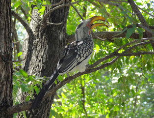 Northern red-billed hornbill