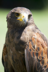 Close up of a beautiful red Hawk