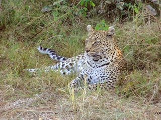 resting leopard