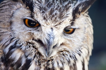 Portrait of The Eurasian Eagle Owl (Bubo bubo)