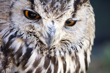 Portrait of The Eurasian Eagle Owl (Bubo bubo)