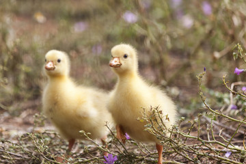 fluffy chick of  European goose on a field