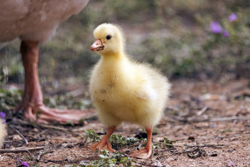 fluffy chick of  European goose on a field