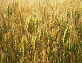 Gold wheat field.