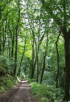 Woodland Tunnel