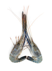 seafood fresh shrimp isolated on white