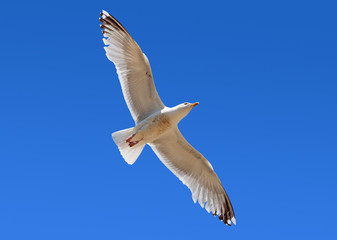 Seagull flying overhead in blue sky.