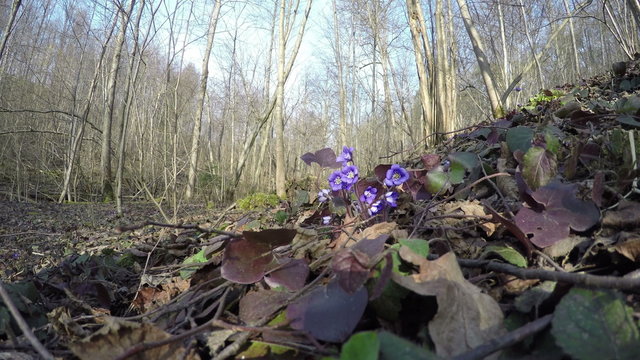 Closeup of blue hepatica flowers grow between rotten leaves. First forest flowers move in wind in sunny spring day. 4K UHD wide angle shot.
