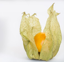 Naklejka premium Physalis