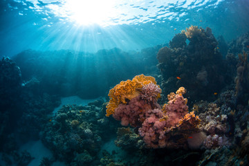 Naklejka na ściany i meble Red Sea underwater