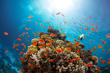 Fototapeta na wymiar Reef with fishes